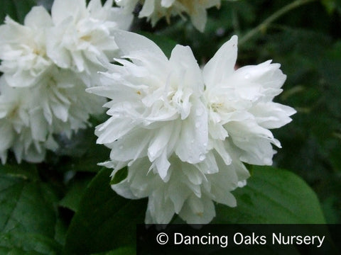 Shrubs ~ Philadelphus x 'Minnesota Snowflake', Mock Orange ~ Dancing Oaks Nursery and Gardens ~ Retail Nursery ~ Mail Order Nursery