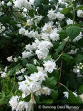 Shrubs ~ Philadelphus x 'Minnesota Snowflake', Mock Orange ~ Dancing Oaks Nursery and Gardens ~ Retail Nursery ~ Mail Order Nursery