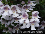 Shrubs ~ Prostanthera cuneata, Alpine Mint Bush ~ Dancing Oaks Nursery and Gardens ~ Retail Nursery ~ Mail Order Nursery