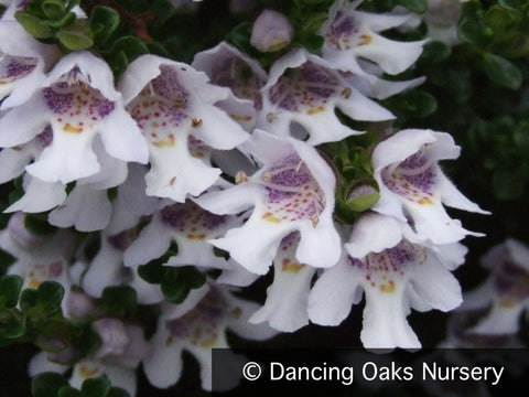 Shrubs ~ Prostanthera cuneata, Alpine Mint Bush ~ Dancing Oaks Nursery and Gardens ~ Retail Nursery ~ Mail Order Nursery