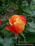Shrubs ~ Rosa 'Radway Sunrise', Shrub Rose ~ Dancing Oaks Nursery and Gardens ~ Retail Nursery ~ Mail Order Nursery