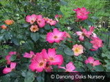 Shrubs ~ Rosa 'Radway Sunrise', Shrub Rose ~ Dancing Oaks Nursery and Gardens ~ Retail Nursery ~ Mail Order Nursery
