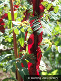 Shrubs ~ Rosa sericea ssp. omeiensis f. pteracantha, Winged Rose, Wingthorn Rose ~ Dancing Oaks Nursery and Gardens ~ Retail Nursery ~ Mail Order Nursery