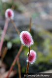 Shrubs ~ Salix chaenomeloides 'Mt. Asama', Red Pussy Willow ~ Dancing Oaks Nursery and Gardens ~ Retail Nursery ~ Mail Order Nursery