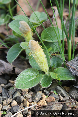 Ground Covers ~ Salix nakamurana var yezoalpina, Creeping Alpine Willow ~ Dancing Oaks Nursery and Gardens ~ Retail Nursery ~ Mail Order Nursery
