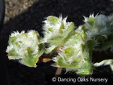 Ground Covers ~ Salix nakamurana var yezoalpina, Creeping Alpine Willow ~ Dancing Oaks Nursery and Gardens ~ Retail Nursery ~ Mail Order Nursery