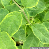 Shrubs ~ Symphoricarpos orbiculatus 'Variegatus', Variegated Coralberry ~ Dancing Oaks Nursery and Gardens ~ Retail Nursery ~ Mail Order Nursery