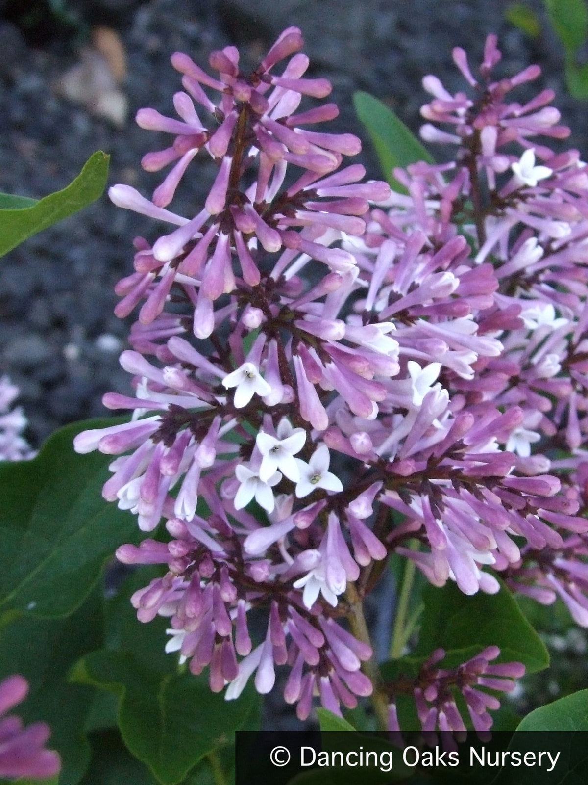 Shrubs ~ Syringa patula 'Miss Kim', Dwarf Lilac ~ Dancing Oaks Nursery and Gardens ~ Retail Nursery ~ Mail Order Nursery