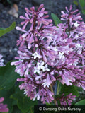 Shrubs ~ Syringa patula 'Miss Kim', Dwarf Lilac ~ Dancing Oaks Nursery and Gardens ~ Retail Nursery ~ Mail Order Nursery