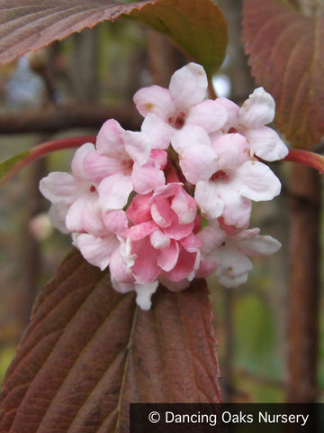 Shrubs ~ Viburnum x bodnantense 'Dawn', Fragrant Dawn Viburnum ~ Dancing Oaks Nursery and Gardens ~ Retail Nursery ~ Mail Order Nursery