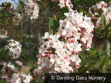 Shrubs ~ Viburnum x burkwoodii ~ Dancing Oaks Nursery and Gardens ~ Retail Nursery ~ Mail Order Nursery