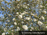 Shrubs ~ Viburnum x burkwoodii ~ Dancing Oaks Nursery and Gardens ~ Retail Nursery ~ Mail Order Nursery