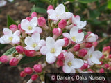 Shrubs ~ Viburnum x burkwoodii 'Mohawk' ~ Dancing Oaks Nursery and Gardens ~ Retail Nursery ~ Mail Order Nursery