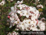Shrubs ~ Viburnum x juddii, Judd Viburnum ~ Dancing Oaks Nursery and Gardens ~ Retail Nursery ~ Mail Order Nursery