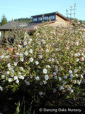Shrubs ~ Viburnum x juddii, Judd Viburnum ~ Dancing Oaks Nursery and Gardens ~ Retail Nursery ~ Mail Order Nursery