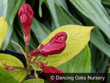 Shrubs ~ Weigela 'Briant Rubidor', Gold-Leaved Weigela ~ Dancing Oaks Nursery and Gardens ~ Retail Nursery ~ Mail Order Nursery