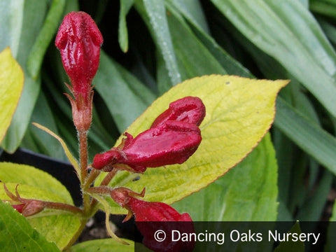 Shrubs ~ Weigela 'Briant Rubidor', Gold-Leaved Weigela ~ Dancing Oaks Nursery and Gardens ~ Retail Nursery ~ Mail Order Nursery