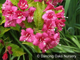 Shrubs ~ Weigela 'Briant Rubidor', Gold-Leaved Weigela ~ Dancing Oaks Nursery and Gardens ~ Retail Nursery ~ Mail Order Nursery