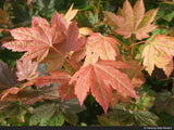 Trees ~ Acer circinatum 'Del's Dwarf', Dwarf Vine Maple ~ Dancing Oaks Nursery and Gardens ~ Retail Nursery ~ Mail Order Nursery