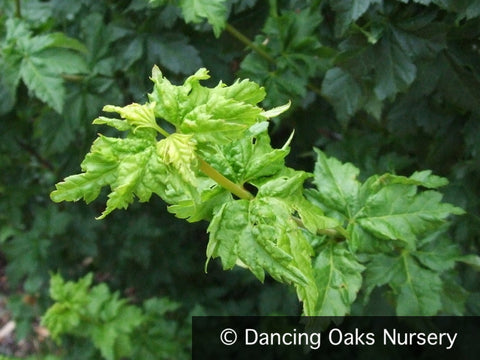 Trees ~ Acer circinatum 'Pacific Sprite', Pacific Sprite Vine Maple ~ Dancing Oaks Nursery and Gardens ~ Retail Nursery ~ Mail Order Nursery