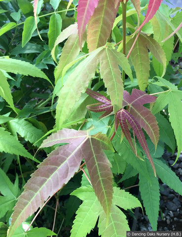 Trees ~ Acer elegantulum, Elegant Maple ~ Dancing Oaks Nursery and Gardens ~ Retail Nursery ~ Mail Order Nursery