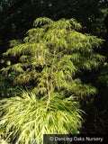 Trees ~ Acer palmatum 'Koto No Ito', Japanese Maple ~ Dancing Oaks Nursery and Gardens ~ Retail Nursery ~ Mail Order Nursery