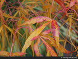 Trees ~ Acer palmatum 'Koto No Ito', Japanese Maple ~ Dancing Oaks Nursery and Gardens ~ Retail Nursery ~ Mail Order Nursery
