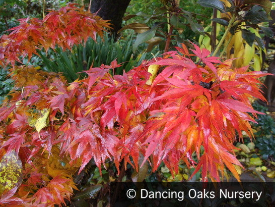 Acer palmatum 'Mikawa Yatsubusa', Japanese Maple – Dancing Oaks Nursery and  Gardens