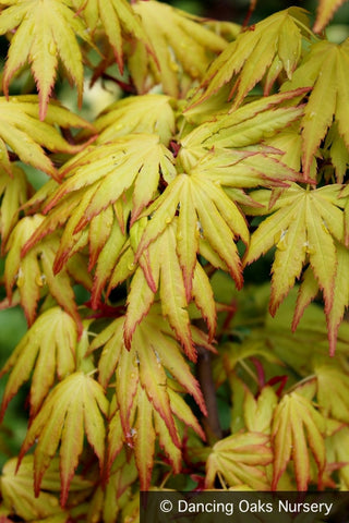 Trees ~ Acer palmatum 'Orange Dream', Japanese Maple ~ Dancing Oaks Nursery and Gardens ~ Retail Nursery ~ Mail Order Nursery