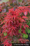 Trees ~ Acer palmatum 'Shishigashira', Lion's Mane Maple ~ Dancing Oaks Nursery and Gardens ~ Retail Nursery ~ Mail Order Nursery