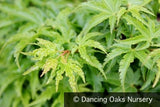 Trees ~ Acer palmatum 'Shishigashira', Lion's Mane Maple ~ Dancing Oaks Nursery and Gardens ~ Retail Nursery ~ Mail Order Nursery