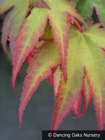 Trees ~ Acer palmatum 'Tsuma gaki', Japanese Maple ~ Dancing Oaks Nursery and Gardens ~ Retail Nursery ~ Mail Order Nursery