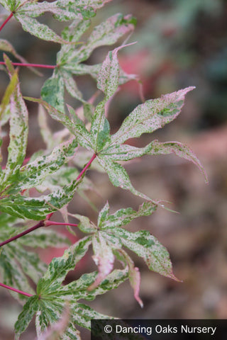 Trees ~ Acer palmatum 'Ukigumo', Floating Cloud Maple ~ Dancing Oaks Nursery and Gardens ~ Retail Nursery ~ Mail Order Nursery