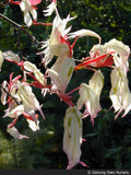 Trees ~ Acer palmatum 'Ukigumo', Floating Cloud Maple ~ Dancing Oaks Nursery and Gardens ~ Retail Nursery ~ Mail Order Nursery