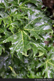 Trees ~ Acer platanoides 'Rezek', Columnar Norway Maple ~ Dancing Oaks Nursery and Gardens ~ Retail Nursery ~ Mail Order Nursery