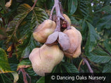 Trees ~ Aesculus pavia, Red Buckeye ~ Dancing Oaks Nursery and Gardens ~ Retail Nursery ~ Mail Order Nursery