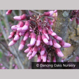 Trees ~ Cercis occidentalis, Western Redbud ~ Dancing Oaks Nursery and Gardens ~ Retail Nursery ~ Mail Order Nursery