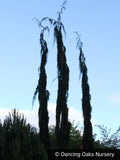 Trees ~ Chamaecyparis (syn. Cupressus) nootkatensis 'Van den Akker', Alaskan Cedar ~ Dancing Oaks Nursery and Gardens ~ Retail Nursery ~ Mail Order Nursery