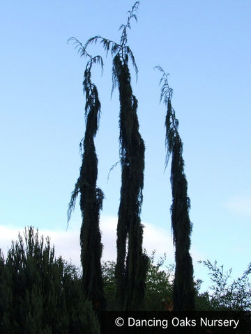 Trees ~ Chamaecyparis (syn. Cupressus) nootkatensis 'Van den Akker', Alaskan Cedar ~ Dancing Oaks Nursery and Gardens ~ Retail Nursery ~ Mail Order Nursery
