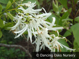 Trees ~ Chionanthus virginicus, Fringe Tree ~ Dancing Oaks Nursery and Gardens ~ Retail Nursery ~ Mail Order Nursery
