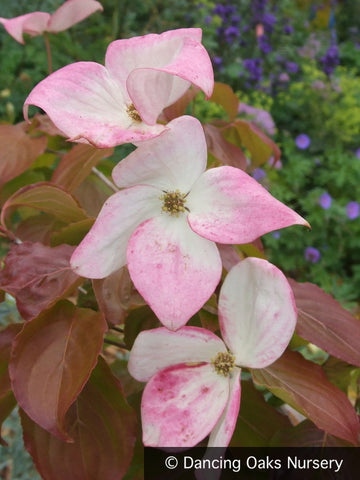 Trees ~ Cornus kousa 'Rosabella' (syn. 'Satomi'), Pink Kousa Dogwood ~ Dancing Oaks Nursery and Gardens ~ Retail Nursery ~ Mail Order Nursery