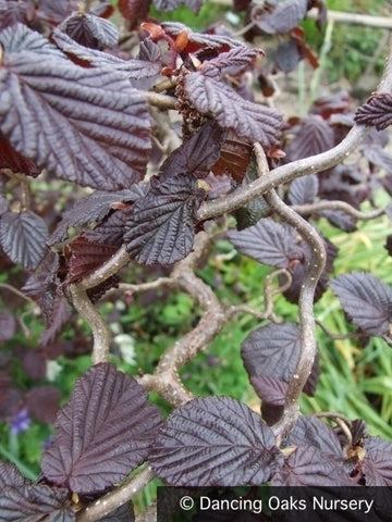 Trees ~ Corylus avellana 'Red Dragon' PPAF, Red Leaf Contorted Filbert ~ Dancing Oaks Nursery and Gardens ~ Retail Nursery ~ Mail Order Nursery