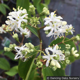 Trees ~ Heptacodium miconioides, Seven-son flower ~ Dancing Oaks Nursery and Gardens ~ Retail Nursery ~ Mail Order Nursery