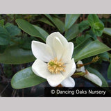 Trees ~ Magnolia laevifolia (syn. Michelia yunnanensis) ~ Dancing Oaks Nursery and Gardens ~ Retail Nursery ~ Mail Order Nursery