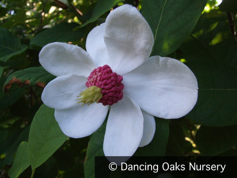 Trees ~ Magnolia sieboldii, Oyama Magnolia ~ Dancing Oaks Nursery and Gardens ~ Retail Nursery ~ Mail Order Nursery