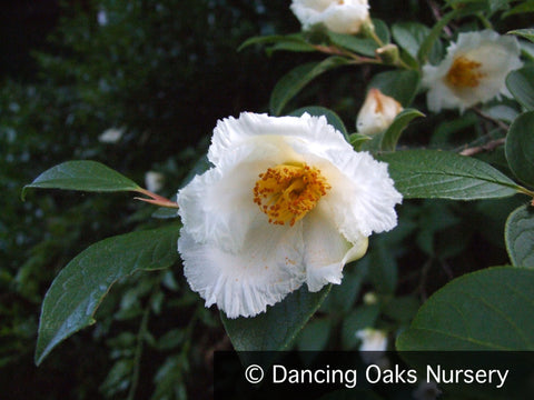 Trees ~ Stewartia pseudocamellia, Japanese Stewartia ~ Dancing Oaks Nursery and Gardens ~ Retail Nursery ~ Mail Order Nursery