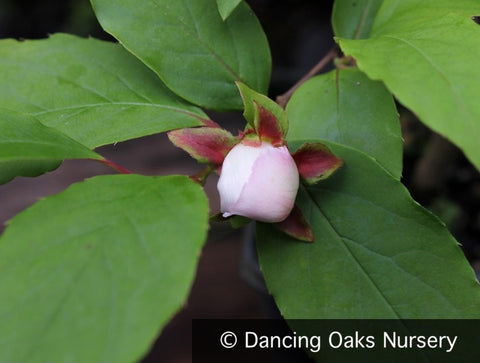 Trees ~ Stewartia rostrata, Upright Stewartia ~ Dancing Oaks Nursery and Gardens ~ Retail Nursery ~ Mail Order Nursery