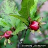 Trees ~ Stewartia rostrata, Upright Stewartia ~ Dancing Oaks Nursery and Gardens ~ Retail Nursery ~ Mail Order Nursery