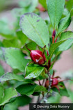Trees ~ Stewartia rostrata, Upright Stewartia ~ Dancing Oaks Nursery and Gardens ~ Retail Nursery ~ Mail Order Nursery