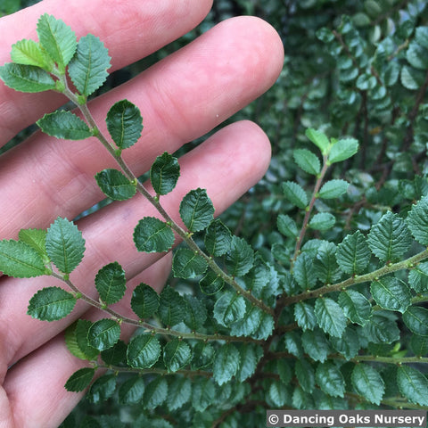 Trees ~ Ulmus parviflora 'Seiju', Chinese Elm ~ Dancing Oaks Nursery and Gardens ~ Retail Nursery ~ Mail Order Nursery